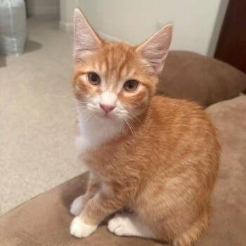 Kittle -  Domestic Short Hair and Tabby Cat for Adoption in Antioch, California - Kittle | PetCurious