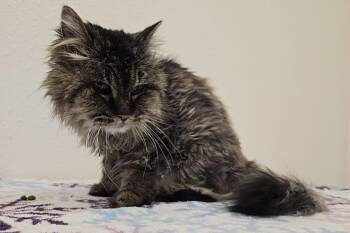 Domestic Long Hair Cats Available for Adoption - Lovey | PetCurious