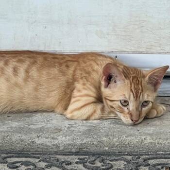 Whimsical -  Domestic Short Hair Cat for Adoption in Concord, New Hampshire - Whimsical | PetCurious