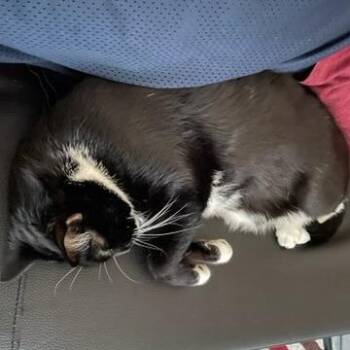 Orlando -  Domestic Short Hair Cat for Adoption in Houston, Texas - Orlando | PetCurious