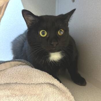 Domestic Short Hair Cats Available for Adoption in Pittsburgh, Pennsylvania - Hope | PetCurious