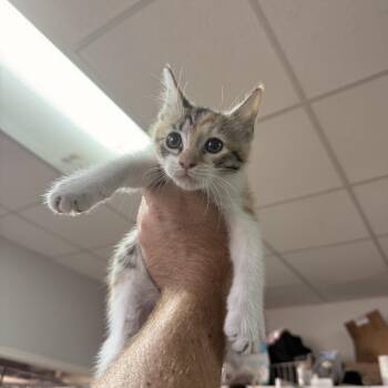 One -  Calico and Tabby Cat for Adoption in Columbia, South Carolina - One | PetCurious