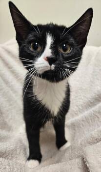 Sprout -  Domestic Short Hair Cat for Adoption in Fremont, Ohio - Sprout | PetCurious