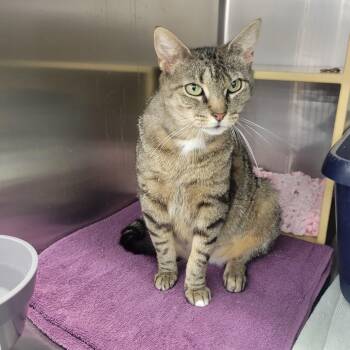 Zevie -  Domestic Short Hair Cat for Adoption in Mechanicsburg, Pennsylvania - Zevie | PetCurious