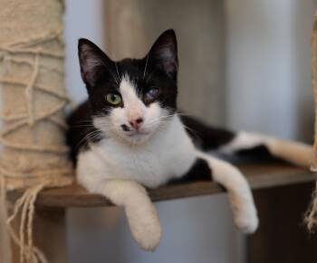 SUSHI -  Domestic Short Hair Cat for Adoption in New York, New York - SUSHI | PetCurious