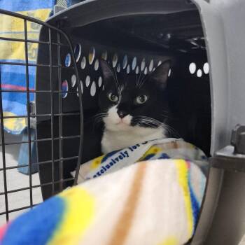 Domestic Short Hair Cats Available for Adoption - Mittens | PetCurious