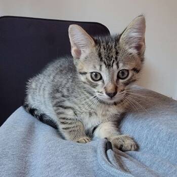 Rescue Domestic Short Hair Cats for Adoption in Los Angeles, California - Tabby Town | PetCurious
