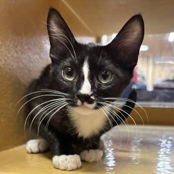 Sam -  Domestic Short Hair Cat for Adoption in Sonora, California - Sam | PetCurious