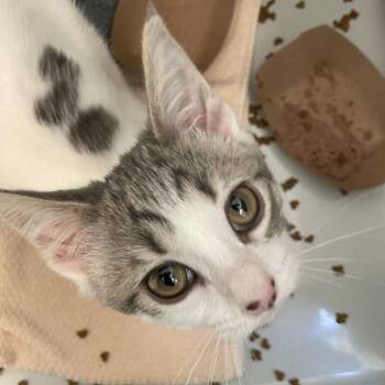 Cupcake -  Domestic Short Hair Cat for Adoption in Enfield, New Hampshire - Cupcake | PetCurious