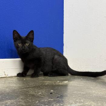 Blake -  Domestic Short Hair Cat for Adoption in Los Angeles, California - Blake | PetCurious