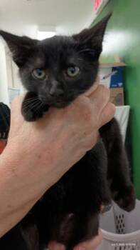 Bee Balm -  Domestic Short Hair Cat for Adoption in Athens, Georgia - Bee Balm | PetCurious