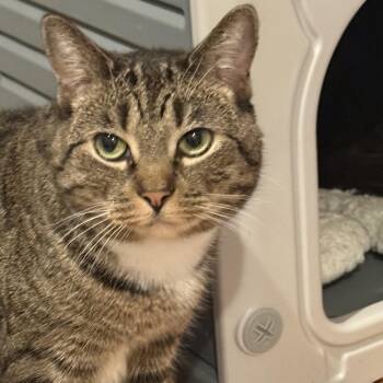 Domestic Short Hair Cats Available for Adoption - Loretta Lap Cat  | PetCurious
