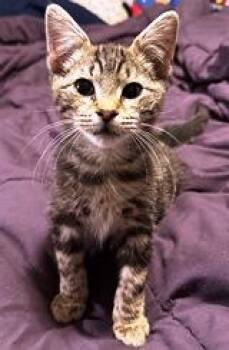 Rescue Domestic Short Hair Cats for Adoption in Lebanon, Pennsylvania - Gunner | PetCurious