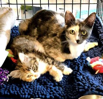 Mindy and Murphy -  Calico Cat for Adoption in Atlanta, Georgia - Mindy And Murphy | PetCurious