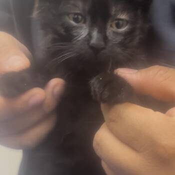 Bliss -  Domestic Short Hair Cat for Adoption in New York, New York - Bliss | PetCurious