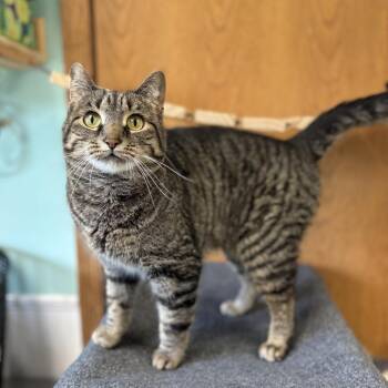 Pear--In Foster -  Domestic Short Hair Cat for Adoption in Fargo, North Dakota - Pear--In Foster | PetCurious