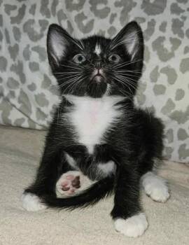 Rescue Domestic Short Hair Cats for Adoption in Chandler, Arizona - Pandy | PetCurious