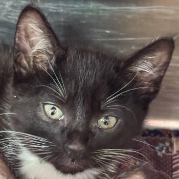 Jaxon -  Domestic Short Hair Cat for Adoption in Kennebunk, Maine - Jaxon | PetCurious