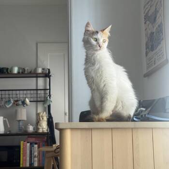 Estrella -  Domestic Long Hair Cat for Adoption in Los Angeles, California - Estrella | PetCurious