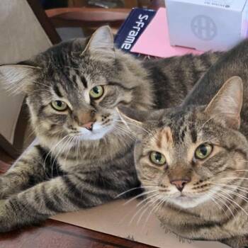 Rescue Tabby Cats for Adoption in Minneapolis, Minnesota - Chuck & Pumpkin (Bonded Pair) | PetCurious