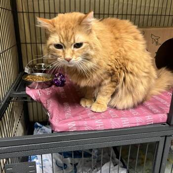 Domestic Long Hair Cats Available for Adoption - Booker Claw | PetCurious
