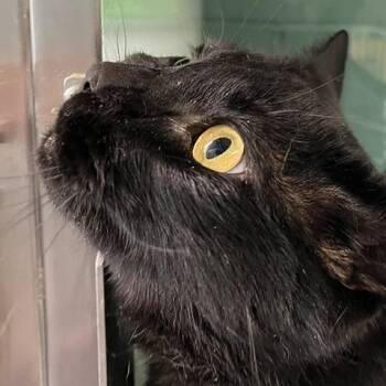 Harley -  Domestic Short Hair Cat for Adoption in Baltimore, Maryland - Harley | PetCurious