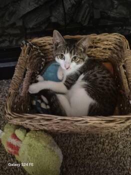 Rescue Domestic Short Hair Cats for Adoption in Salisbury, North Carolina - Spice | PetCurious