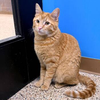 Domestic Short Hair Cats Available for Adoption - Tiger | PetCurious