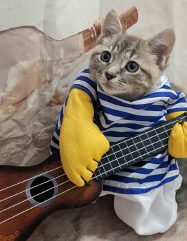Domestic Short Hair Cats Available for Adoption in Chesapeake Beach, Maryland - Darryl | PetCurious