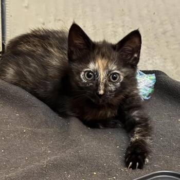 Marjorie -  Tortoiseshell Cat for Adoption in San Juan Capistrano, California - Marjorie | PetCurious