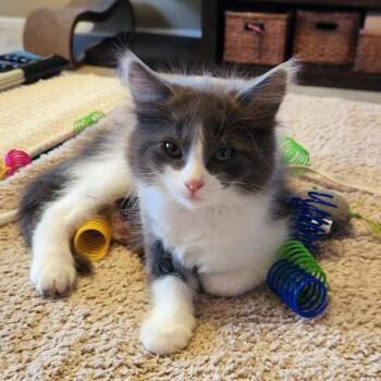 Mira -  Domestic Long Hair Cat for Adoption in Glendale, Arizona - Mira | PetCurious