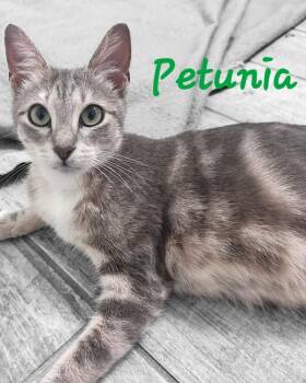 Petunia -  Domestic Short Hair Cat Available for Adoption in Largo, Florida - Petunia | PetCurious