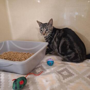 Gypsy -  Domestic Short Hair Cat Available for Adoption in Gautier, Mississippi - Gypsy | PetCurious