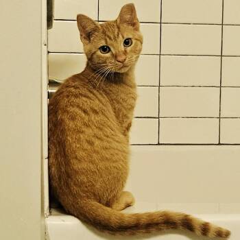 Macklemore -  Domestic Short Hair Cat for Adoption in Chattanooga, Tennessee - Macklemore | PetCurious