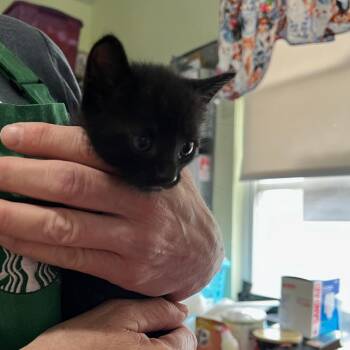 Domestic Short Hair Cats Available for Adoption in San Antonio, Texas - Zoro | PetCurious