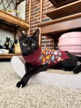 Luna -  Domestic Short Hair Cat for Adoption in Stockbridge, Georgia - Luna | PetCurious