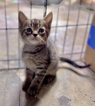 Rescue Domestic Short Hair Cats for Adoption in Rixeyville, Virginia - Gourdy | PetCurious