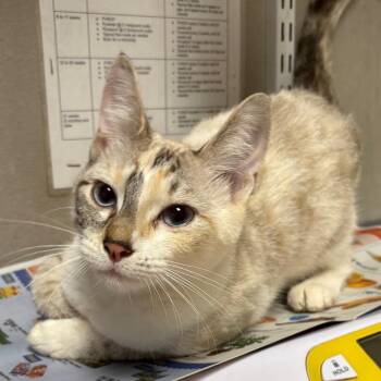 Cappuccino -  Domestic Short Hair Cat for Adoption in Yuma, Arizona - Cappuccino | PetCurious