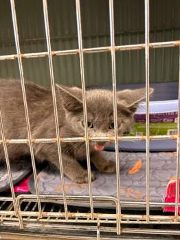 star -  Domestic Short Hair Cat for Adoption in Rensselaer, Indiana - Star | PetCurious