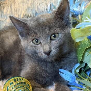 Mushroom Westie  56322 -  Domestic Short Hair Cat for Adoption in Eaton Rapids, Michigan - Mushroom Westie  56322 | PetCurious