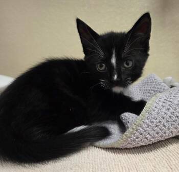 Jaws -  Domestic Short Hair Cat for Adoption in Vancouver, Washington - Jaws | PetCurious