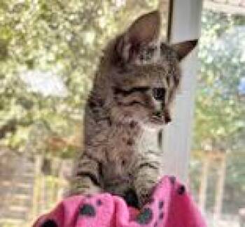 Rescue Domestic Short Hair Cats for Adoption in Portsmouth, Ohio - Walker | PetCurious