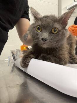 BACON -  Domestic Medium Hair Cat for Adoption in Indianapolis, Indiana - BACON | PetCurious