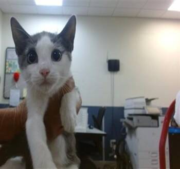MISSY -  Domestic Short Hair Cat for Adoption in Doral, Florida - MISSY | PetCurious