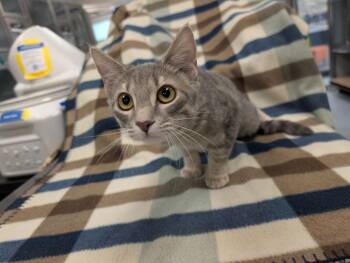 Firefly -  Domestic Short Hair Cat for Adoption in Rowlett, Texas - Firefly | PetCurious