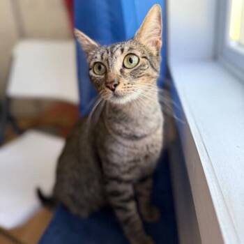 Tabby and Domestic Short Hair Cats Available for Adoption - Azalea Flower The Velcro Lap Kitty | PetCurious