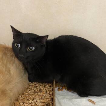 Shadow -  Domestic Short Hair Cat for Adoption in Westminster, California - Shadow | PetCurious