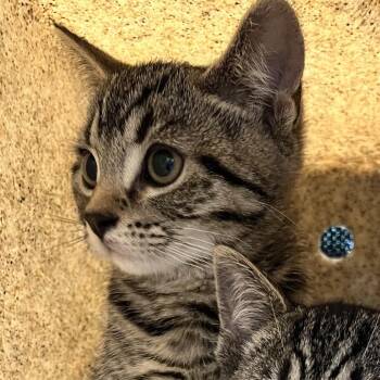 Bilo -  Domestic Short Hair Cat for Adoption in Philadelphia, Pennsylvania - Bilo | PetCurious