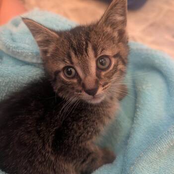 Suzuki -  Domestic Short Hair Cat for Adoption in Jasper, Indiana - Suzuki | PetCurious