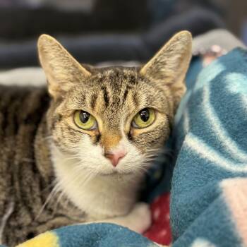 Domestic Short Hair and Tabby Cats Available for Adoption - Fincus | PetCurious